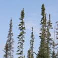 Boreal forest zone of Canada