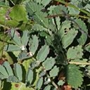 Acaena ovalifolia