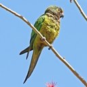 Aratinga aurea