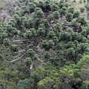 Araucaria moist forest
