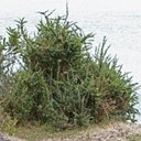Berberis microphylla (=buxifolia)