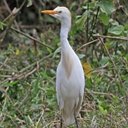 Bubulculus ibis