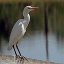 Bubulculus ibis