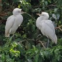 Bubulculus ibis