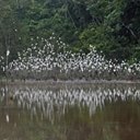Bubulculus ibis