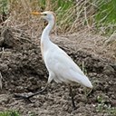 Bubulculus ibis