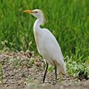 Bubulculus ibis