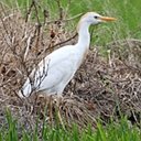 Bubulculus ibis