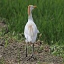 Bubulculus ibis