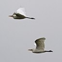 Bubulculus ibis