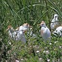 Bubulculus ibis