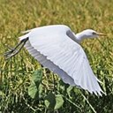 Bubulculus ibis