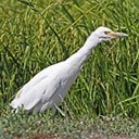 Bubulculus ibis