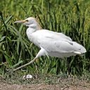 Bubulculus ibis