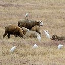 Bubulculus ibis