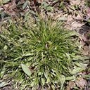 Carex pensylvanica