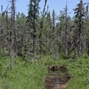 Floresta boreal