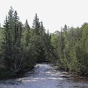 Floresta boreal