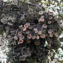 Forms of life II