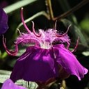 Forms of life II