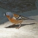 Fringilla coelebs