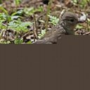 Fringilla coelebs