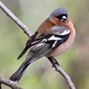 Fringilla coelebs