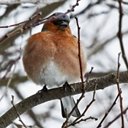 Fringilla coelebs