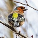 Fringilla coelebs
