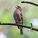 Fringilla coelebs
