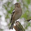 Fringilla coelebs