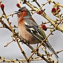 Fringilla coelebs