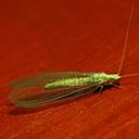 Gen. et sp. indet. 2