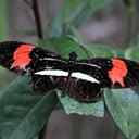 Heliconius sp. 1