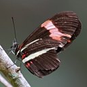 Heliconius sp. 1