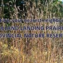 Holland Landing Prairie Provincial Nature Reserve