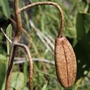 Kielmeyera neriifolia