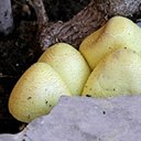 Leucocoprinus birnbaumii 