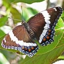 Limenitis arthemis