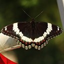 Limenitis arthemis