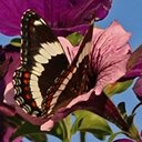 Limenitis arthemis