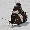Limenitis arthemis