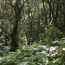 Makaronezyjski las wawrzynolistny