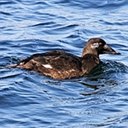 Melanitta fusca