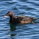 Melanitta fusca
