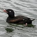Melanitta fusca
