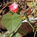 Pavonia rosa-campestris