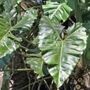 Philodendron sp. 1