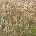 Poaceae (True grasses)
