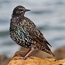 Sturnus vulgaris